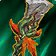 Aln'hara Pikestaff