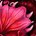 inv_misc_herb_talandrasrose